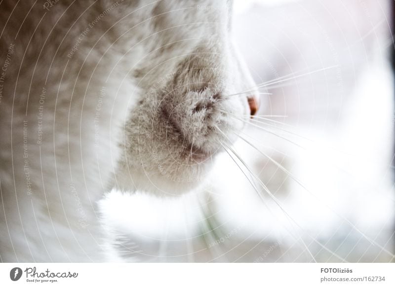 Neugierde Katze Hauskatze Geruch Schnurren Fell Bartstoppel Haare & Frisuren Schnauze Tier hell sanft Säugetier