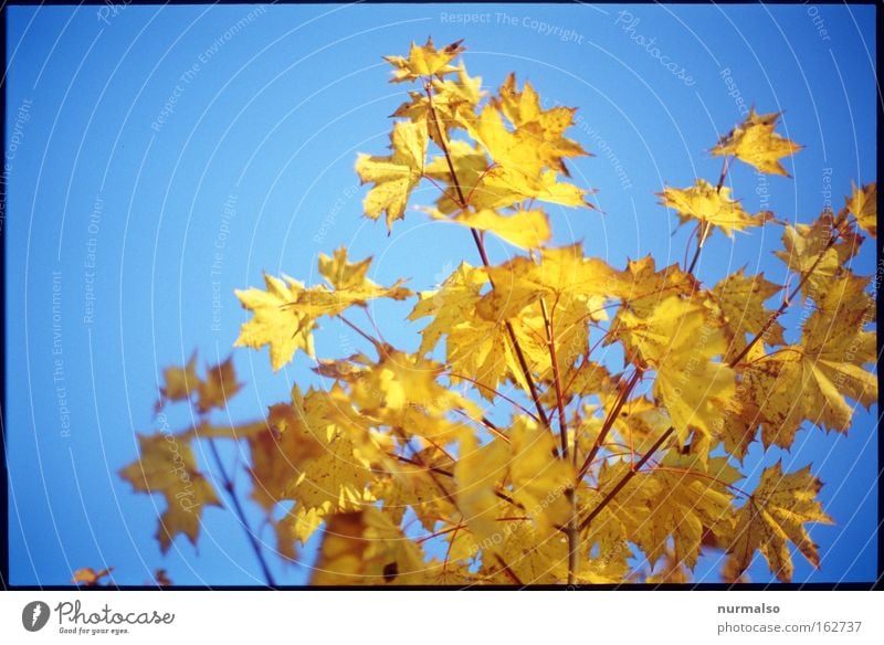 Antifrühling Herbst Blatt Färbung gold leuchten intensiv Baum Sträucher Delikt verrotten Indian Summer Ast Erinnerung Vergangenheit Gefühle Himmelsblau