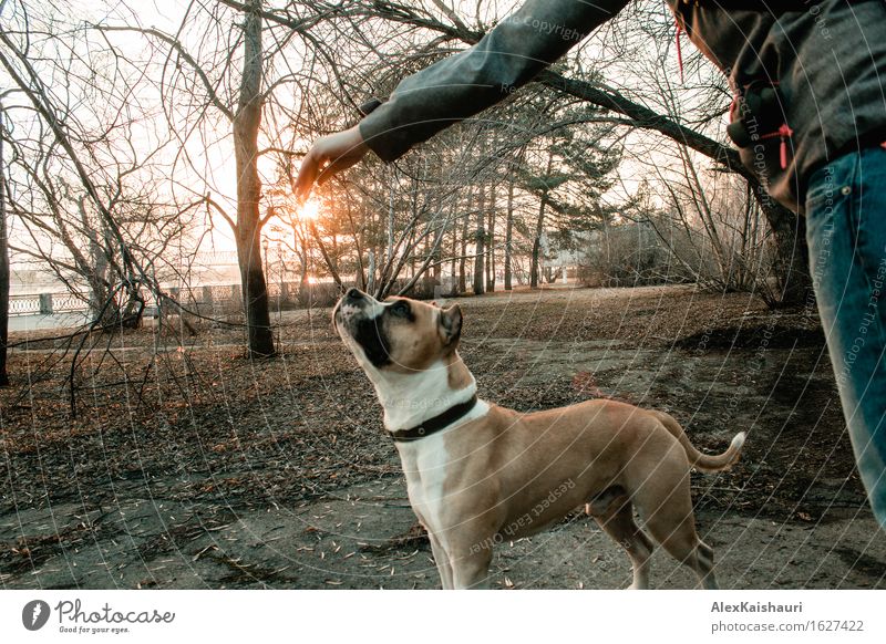 Junge Frau spielt mit ihrem Hund am Abendpark. Lifestyle Ferien & Urlaub & Reisen Ausflug Freiheit Städtereise Sommer Sonne Jugendliche 1 Mensch 18-30 Jahre