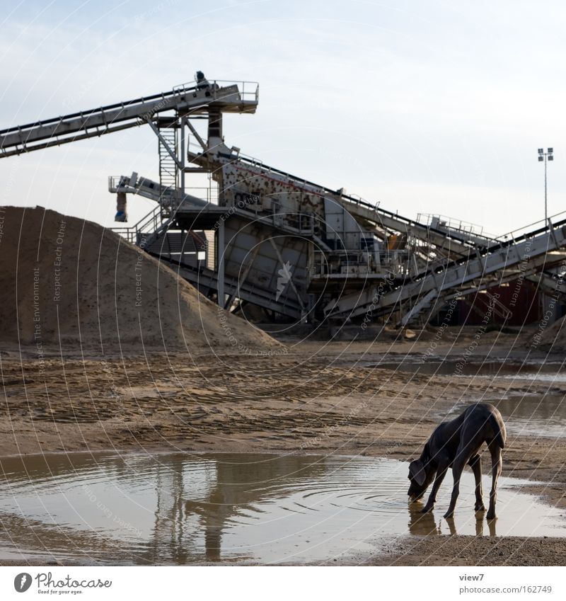 Trinktier Hund trinken Pause Lebensmittel Durst Wasser Pfütze Dorf Kiesgrube Sand Haufen Aktien Industriefotografie durstig See Säugetier Zufriedenheit