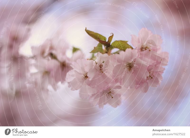 ::16-17:: Umwelt Natur Pflanze Frühling Sommer Klima Baum Blume Blatt Blüte Nutzpflanze Wildpflanze Garten Park ästhetisch Kirschblüten Kirschbaum Kirsche April