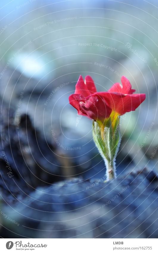 Niemals nicht aufgeben! Blume Blüte Müllhalde Blühend Frühling rot Kissen-Primel vergessen ungebeten Hoffnung Ausdauer Erde weggeworfen aussortiert aufgegeben