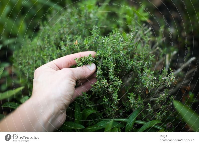 Thymian Kräuter & Gewürze Gartenarbeit Hand Sommer Nutzpflanze Kräutergarten berühren Duft frisch Gesundheit grün Sinnesorgane Versuch Farbfoto Außenaufnahme