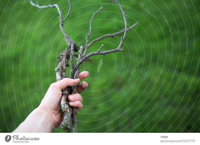 Äste Hand Natur Sommer Gras Ast Zweige u. Äste Garten Holz festhalten trocken grün ansammeln anzündholz Brennholz Farbfoto Außenaufnahme Nahaufnahme