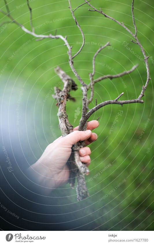 Äste mit viel Unscharf Hand Natur Sommer Gras Ast Holz Garten festhalten dünn lang trocken grün ansammeln Farbfoto Außenaufnahme Nahaufnahme Tag Licht Schatten