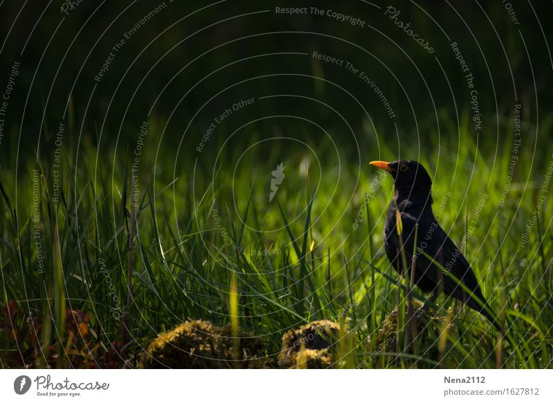 Auf der Lauer... Umwelt Natur Tier Erde Sommer Schönes Wetter Gras Garten Park Wiese Feld Wald Vogel 1 klein Amsel schwarz Singvögel Einsamkeit warten Suche