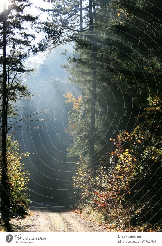 möge immer Licht auf meinen Wegen sein Lichtspiel Wege & Pfade Wald Baum Tanne Nebel Lichterscheinung Reaktionen u. Effekte