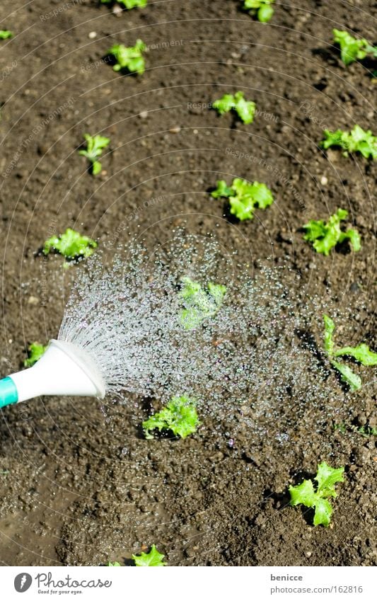 Garten Gießen Gärtner Bioprodukte gießen Gießkanne Wachstum Setzling Frühling Pflanze Wasser Erde Gemüsegarten Landwirtschaft Bioanbau anpflanzen