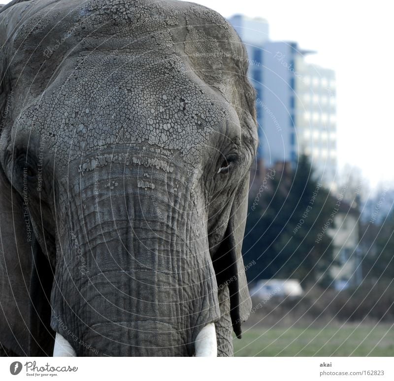 Osterhase Tier Elefant Wachsamkeit Kontrolle Vorsicht Blick Nahrungssuche klug Verkehr Wiese Rüssel Stoßzähne Vertrauen Macht Säugetier Haus akai