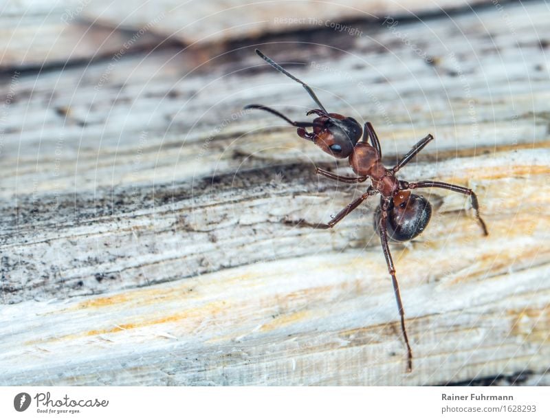 eine Rote Waldameise Natur Tier Frühling Wildtier "Ameise Rote Waldameise" beobachten laufen Farbfoto Außenaufnahme Nahaufnahme Makroaufnahme