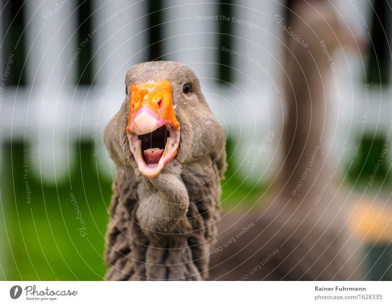 eine Toulouser Gans beim Schnattern Frühling Garten Tier Haustier Nutztier "Gans Toulouser Gans" Tierliebe Farbfoto Außenaufnahme Tag Tierporträt