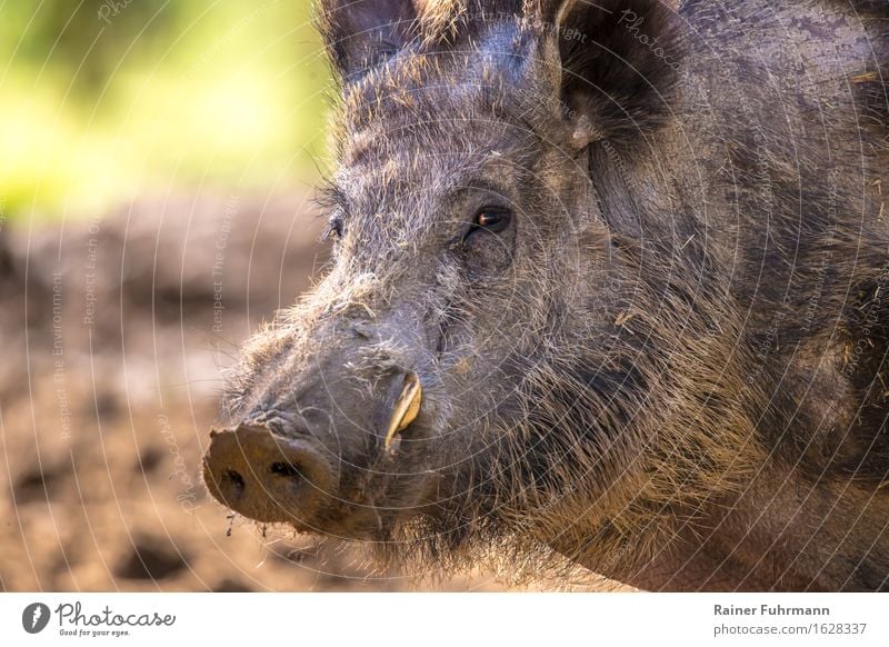 Porträt von einem Wildschwein Natur Tier Wald Wildtier "Wildschwein Schwein" 1 "Sus scrofa Wildschweinporträt Keiler Hauer Achtung" Farbfoto Außenaufnahme