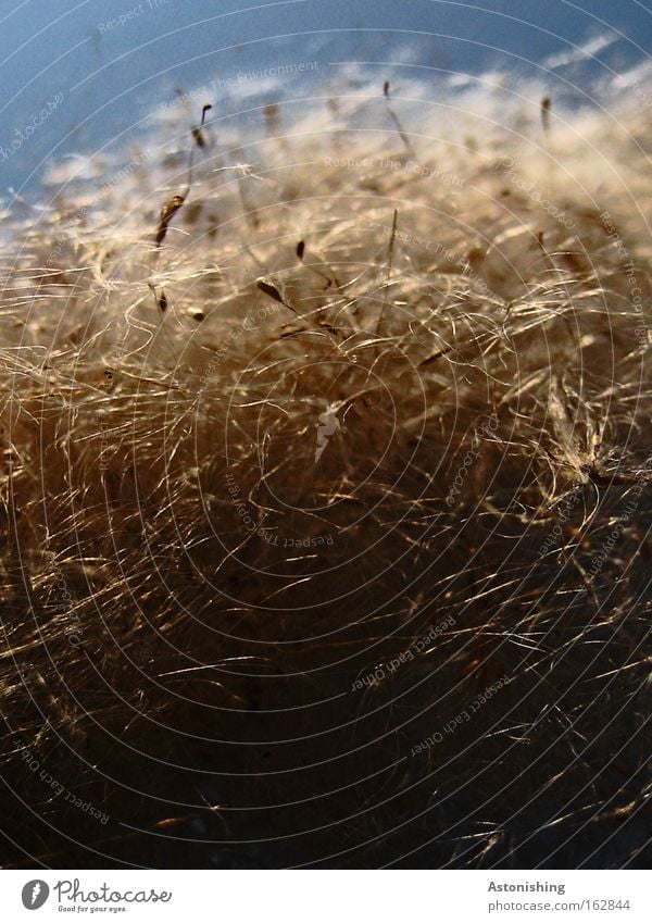 WIRR-WARR Samen Pflanze Schilfrohr Himmel blau weich verbreiten Natur weiß Kontrast Wind Linie Haare & Frisuren