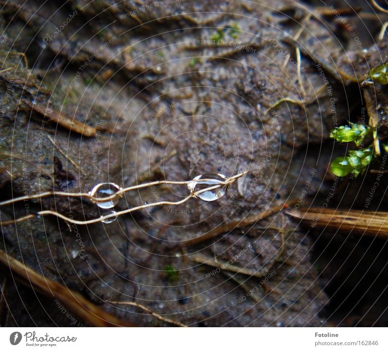 50 JUHU! Regen Wassertropfen Wurzel Erde Schlamm dreckig Natur Gras Winter Herbst Frühling