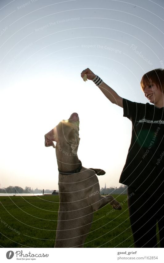 [DD|Apr|09] auf ins licht Hund Dresden Elbe Mädchen Frau Licht Sonne Wasser Fluss Wiese Gras springen hoch Sonnenlicht Freude Jugendliche Fitness