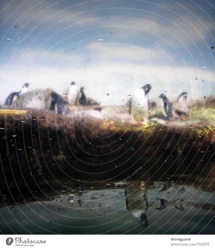 POLARisierend Zoo Tier Wasser Pinguin Glas Traurigkeit Fenster gefangen Blick besuchen stehen Natur Nachbildung gestellt künstlich Lebensraum Kunst Kultur Vogel