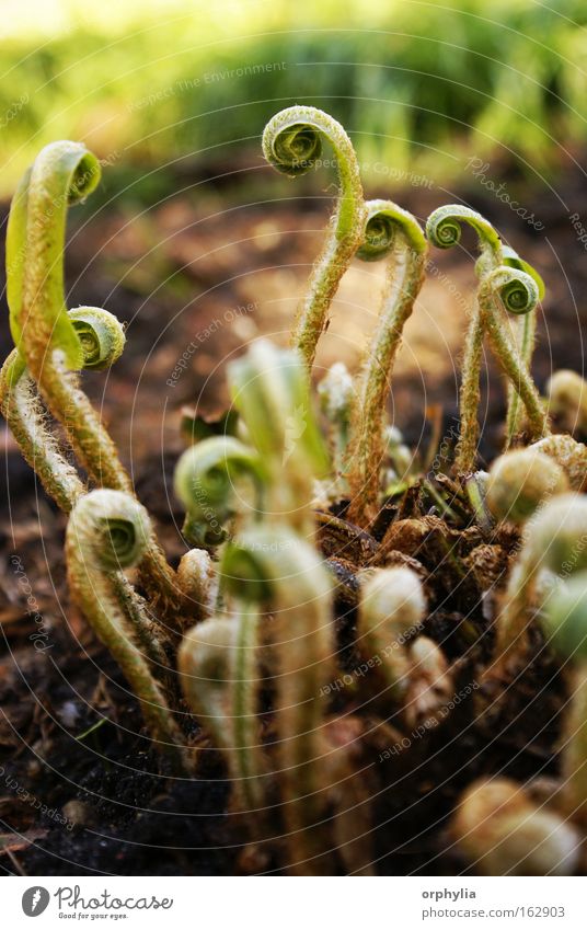 Tintenfischgras Farbfoto Außenaufnahme Makroaufnahme Menschenleer Tag Umwelt Natur Pflanze Erde Frühling Sommer Gras frisch viele wild grün Einigkeit ruhig