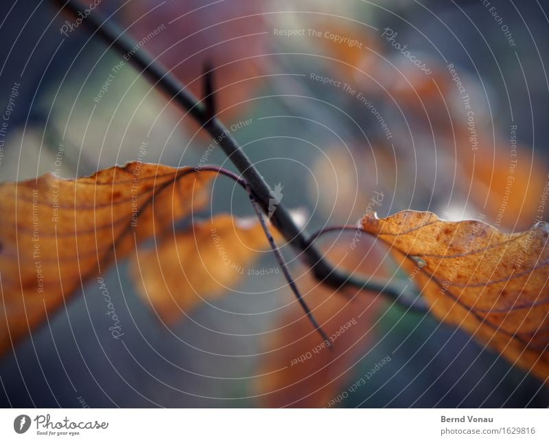 zweig Umwelt Natur Pflanze Baum schön braun blau grün Blatt Ast Zweig Herbst Unschärfe Tod Farbfoto Außenaufnahme Nahaufnahme Menschenleer Tag Sonnenlicht