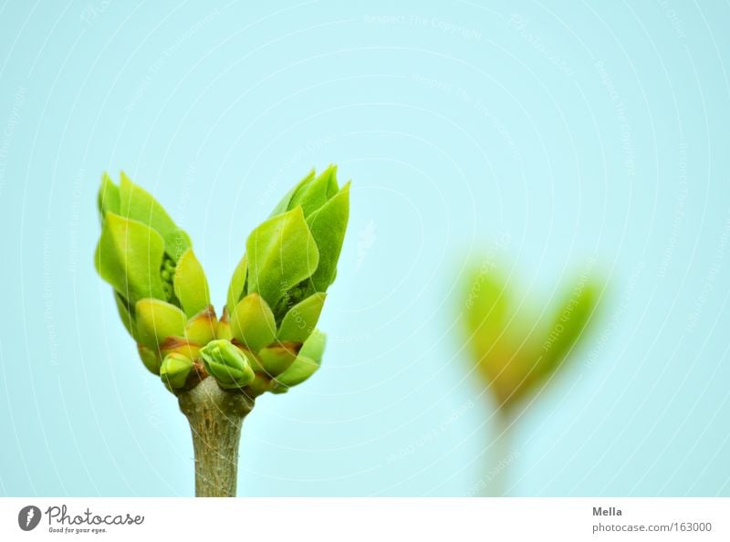 Doppel-Frühling Blütenknospen Blattknospe Fliederbusch 2 Doppelbelichtung Unschärfe blau grün Zweig paarweise