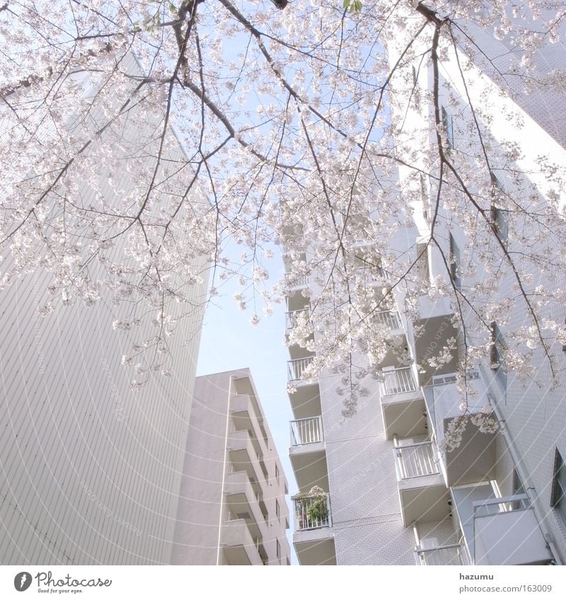 Kirschblüten #2 Japan rosa Frühling weiß Himmel Gebäude Sakura Ein Kirschenbaum In Frühling