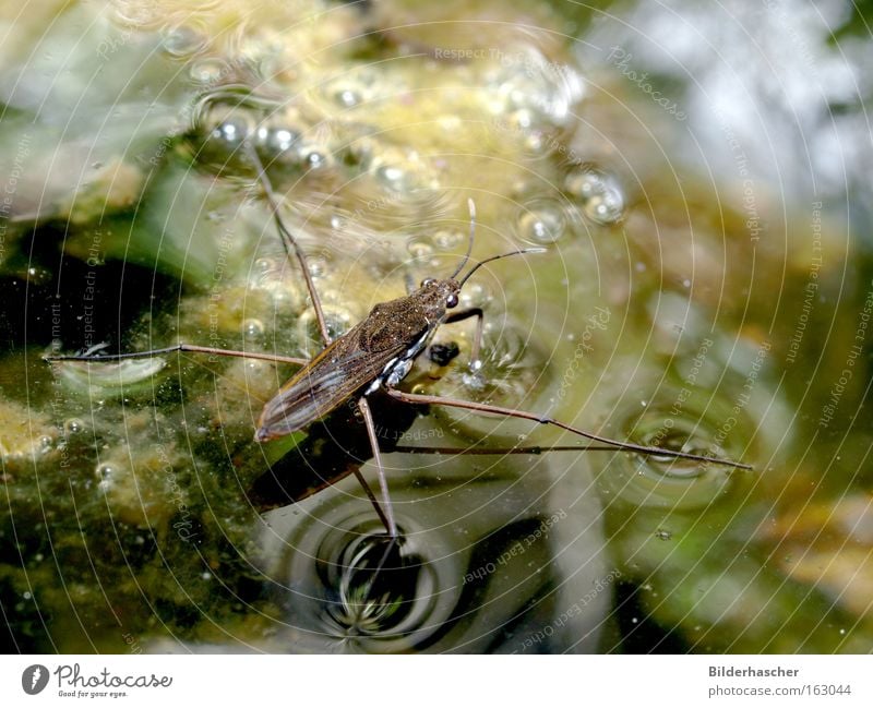 Wassertreter Wasserläufer Teich Oberflächenspannung dreckig Insekt Beine Flügel Fühler Reflexion & Spiegelung Schatten Luftblase Algen laufen Gewässer Biotop