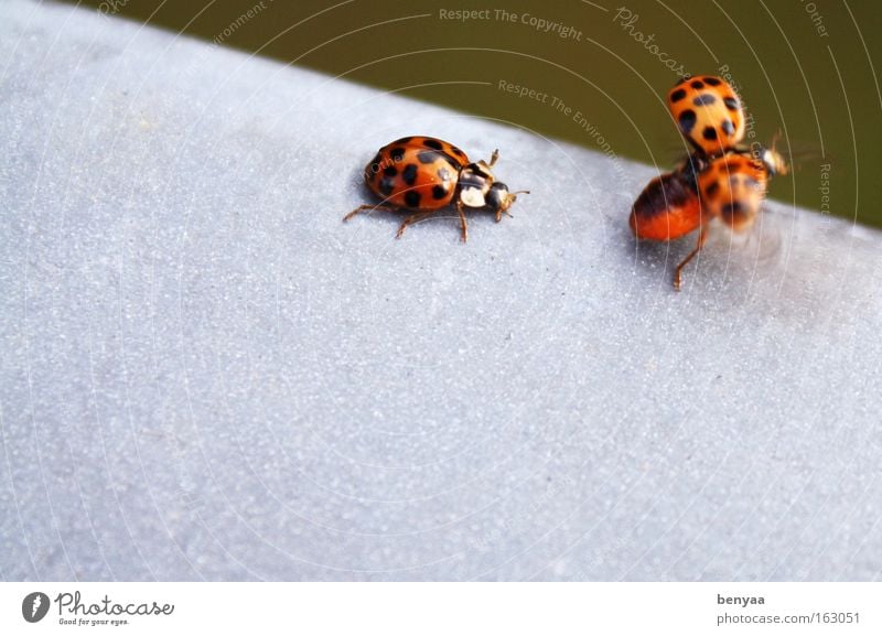 Mir nach Sommer Tier Wildtier Käfer Flügel 2 Tierpaar fliegen krabbeln niedlich rot schwarz Freundschaft Zusammensein Tierliebe Hemmung Flugangst Partnerschaft