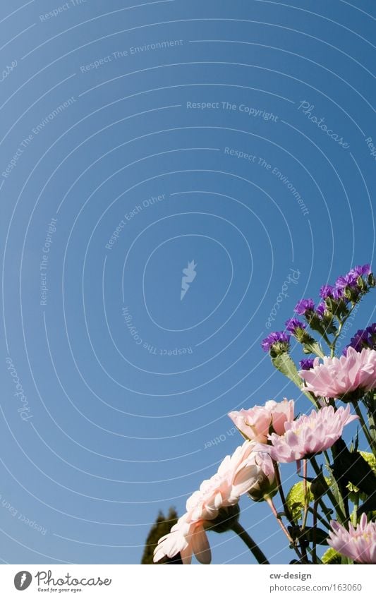 SchnittBlumen Blumenstrauß weiß Himmel Frühling Sommer blau Wolkenloser Himmel Pflanze Grünpflanze Natur Gerbera Rose schön