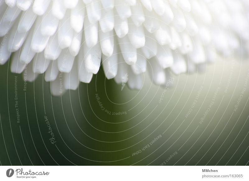 Unterm Sonnendach Gänseblümchen weiß grün Blüte Stengel Dach Schatten Makroaufnahme Nahaufnahme Dekoration & Verzierung