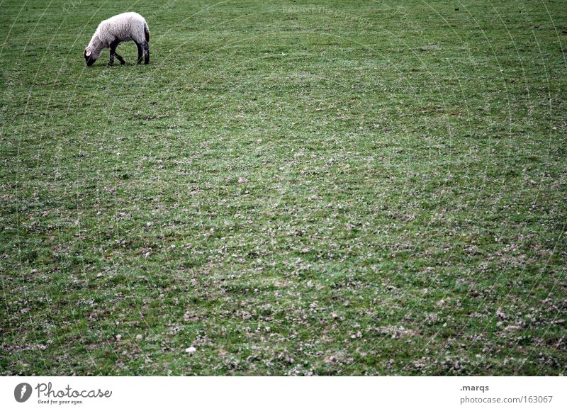 Busy Farbfoto Gedeckte Farben Textfreiraum rechts Textfreiraum oben Textfreiraum unten Textfreiraum Mitte Morgen Arbeit & Erwerbstätigkeit Pflanze Tier Wiese