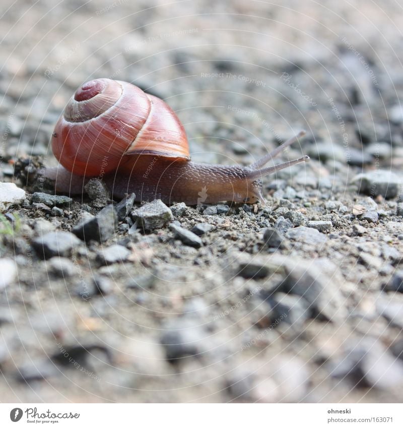 Ruhrpott-Schnecke Schneckenhaus krabbeln Weichtier langsam Stein Asphalt Fühler Glätte anstrengen Rennsport Laufsport Schwäche lahm