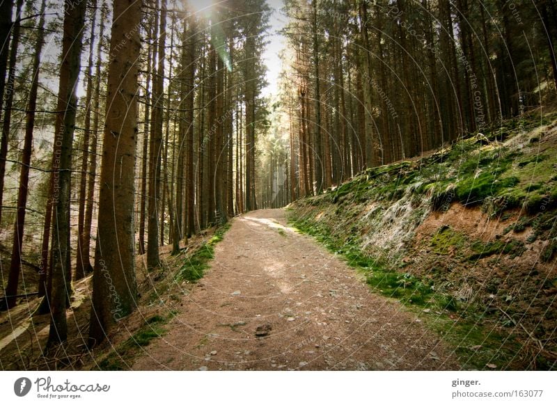 Waldspaziergang ruhig Natur Landschaft Pflanze Erde Frühling Schönes Wetter Baum Moos Wildpflanze Hügel Wege & Pfade Holz Bewegung Erholung Wachstum braun grün