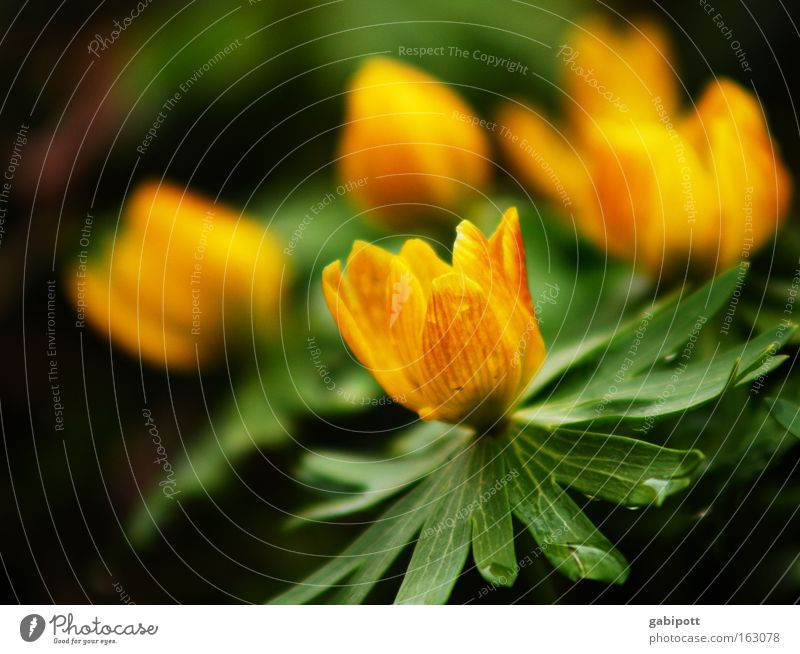 winterling verspätet Farbfoto Außenaufnahme Nahaufnahme Schwache Tiefenschärfe Natur Pflanze Frühling Schönes Wetter Wärme Blume Blüte Wildpflanze exotisch