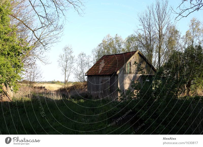 nicht so wild Ausflug Haus Garten Scheune Holzhaus Natur Landschaft Pflanze Wolkenloser Himmel Frühling Schönes Wetter Baum Gras Sträucher Wiese Feld Idylle