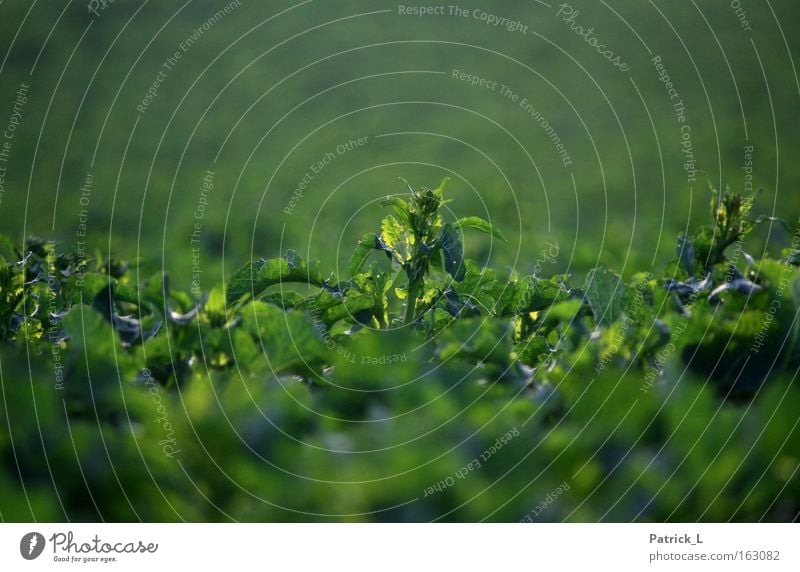 einer unter vielen grün Raps Einsamkeit außergewöhnlich Frühling Natur Pflanze mehrere Lebewesen Konzentration