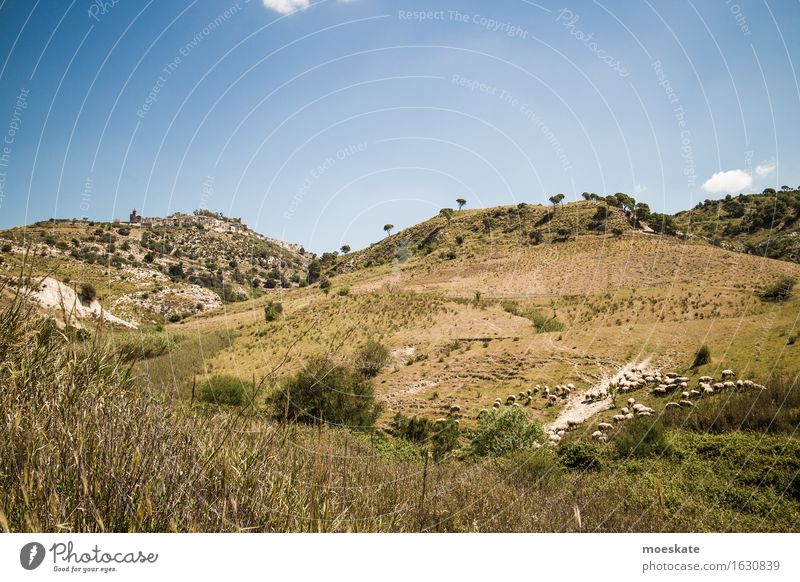 Sizilien Aussicht Hügel blau grün Schafherde Dorf Italien Farbfoto Gedeckte Farben Menschenleer Textfreiraum oben Textfreiraum unten Tag Panorama (Aussicht)