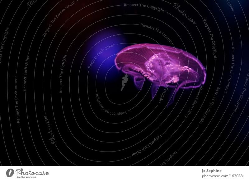 floating beauty Qualle Nesseltiere Gallerte Meereslebewesen Tier Aquarium Meerestiefe unter Wasser Tauchen Biodiversität Wissenschaft ästhetisch violett