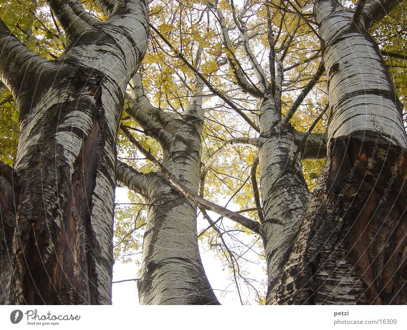 Blickrichtung nach oben Herbst Baum Birke Blatt gelb Lichteinfall Nebel Natur Baumstamm Ast