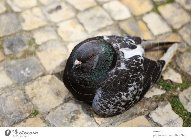 Taube Tier Wildtier 1 Stimmung Vogel Wunde taubenblau grau Flügel Farbfoto Außenaufnahme Nahaufnahme Detailaufnahme Tag Tierporträt