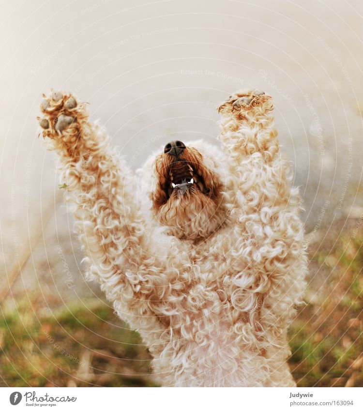 Betteln Farbfoto Außenaufnahme Textfreiraum oben Tag schön Locken Hund Pfote schreien klein Wut Trauer Angst Verzweiflung Ärger Pudel betteln flehen Gebet