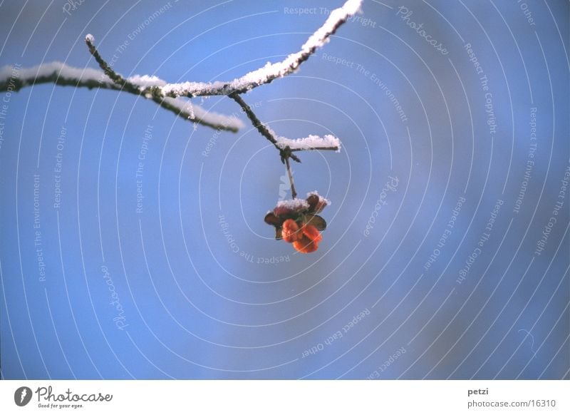 Pfaffenhütchen Winter Eis erfrieren kalt zart zerbrechlich Schnee Ast Frucht Blauer Hintergrund