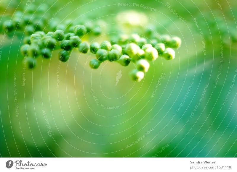 Holunderblüten Lebensmittel Getränk Heißgetränk Holundersaft Holunderbusch Blütenknospen Frühling Wachstum Sträucher lecker süß Farbfoto Außenaufnahme