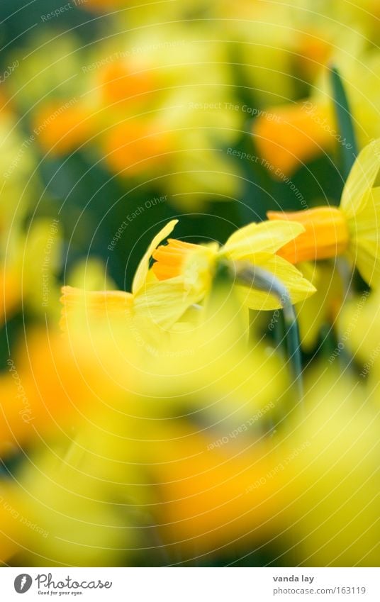 Narziß und Goldmund Gelbe Narzisse Narzissen Blume Blüte Pflanze gelb grün Frühling Frühblüher März Muttertag Hintergrundbild April Mai