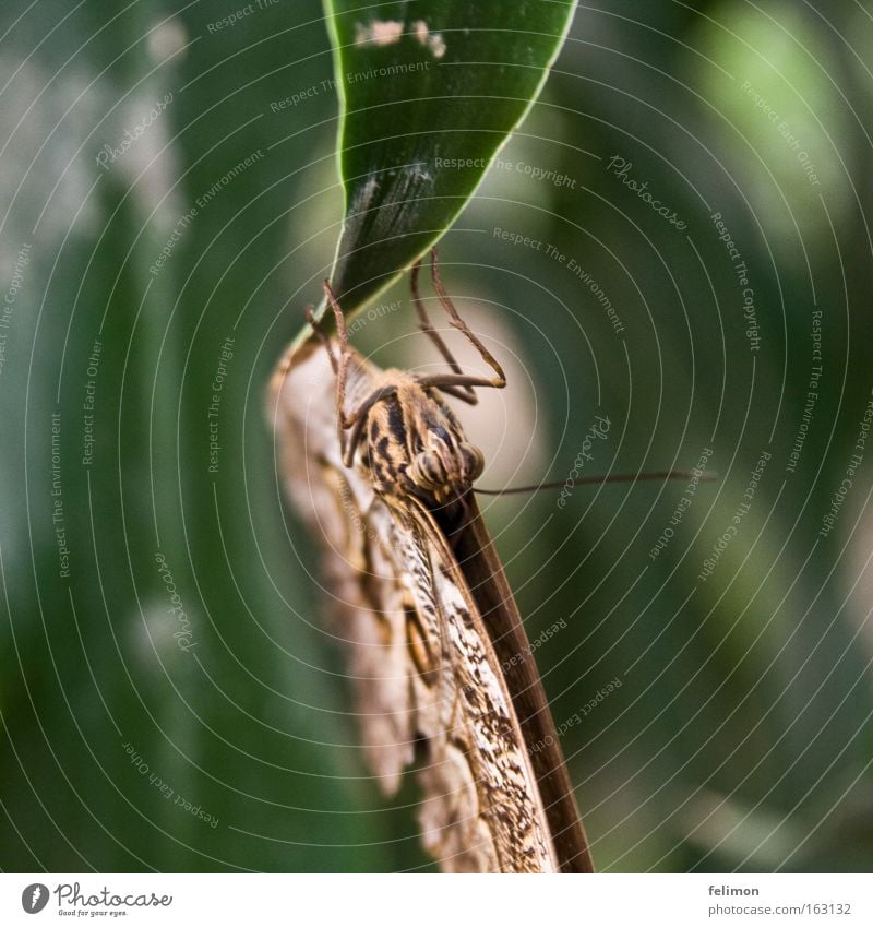 kopfunter Insekt nah Blatt Natur Fühler zart fein shmetterling