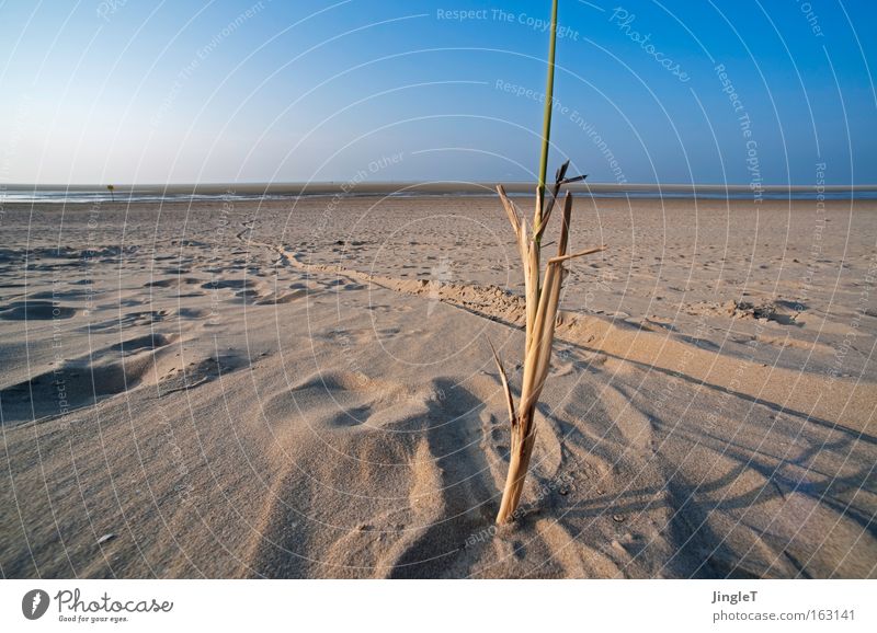 Alleinstellungsmerkmal Strand Sand Himmel Meer Ferne Unendlichkeit Dünengras Halm einzigartig Spuren Erholung Ferien & Urlaub & Reisen Nordsee Ameland Küste