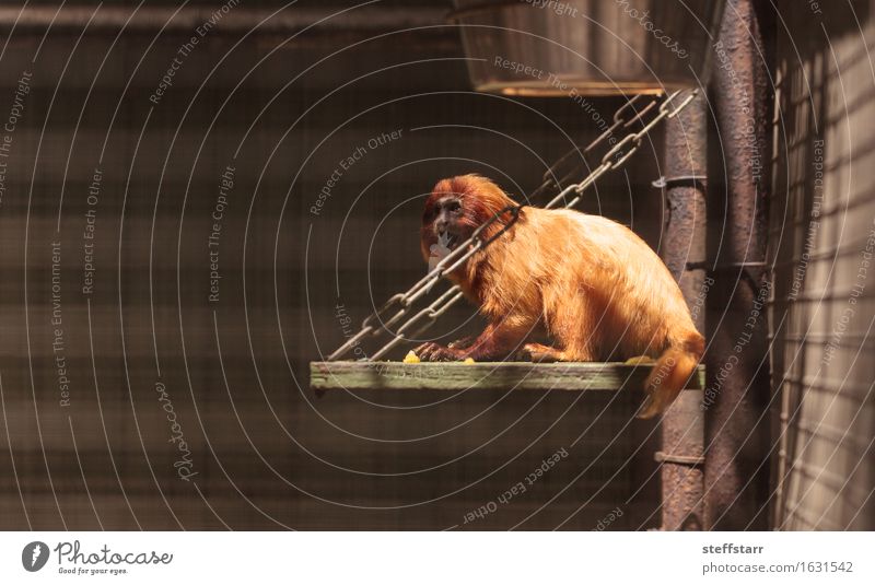 Goldener Löwe Tamarin Leontopithecus-rosalia Affe Zoo Natur Tier Wildtier 1 gold rot Farbfoto Zentralperspektive