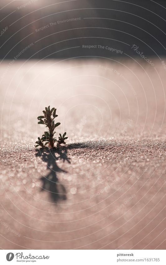 Leben Umwelt Natur ästhetisch Wüste Wüstenpflanze Sand Sandkorn Sonne Wärme heiß wachstumsfördernd Wachstum Hoffnung Überleben Überlebenskampf Farbfoto