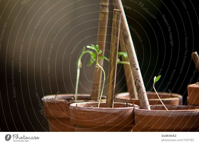 Tomaten beim Wachsen Samen Topf Garten Gemüse tomatoe tomatoes seed pot garden red yummy