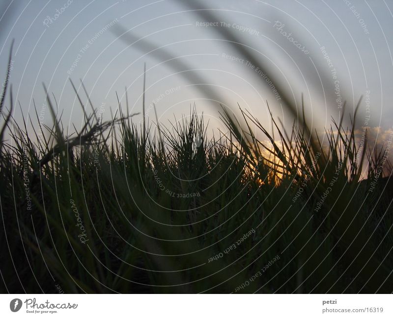 Sonnuntergang im Gras Strand Wolken Abenddämmerung Büschel Sonne Himmel Sonnenuntergang