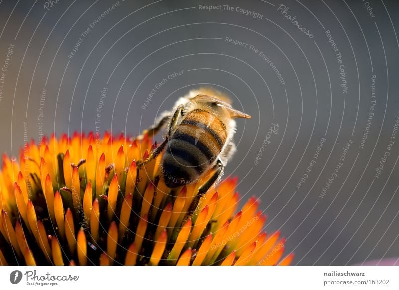 Honigsammler Honigbiene Biene Nektar Pollen Insekt Imker orange rosa grün Blume Blüte Pflanze Ernährung