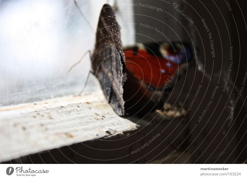 Schmetterling Tagpfauenauge blau Hütte Staub rot Fenster Fensterscheibe Fühler Schatten Licht schwarz weiß Fensterrahmen verfallen